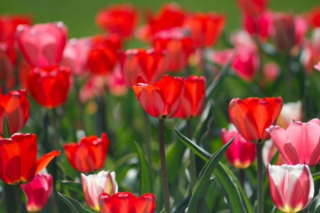 tulip