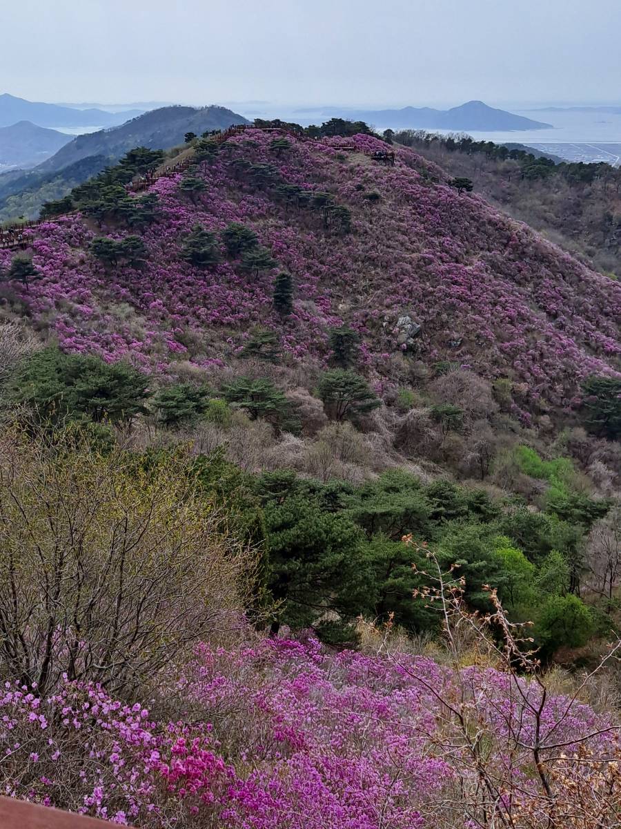 진달래 군락지가 보여요