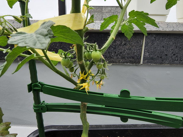 테라스 텃밭 집에서 방울토마토를 기르다 29