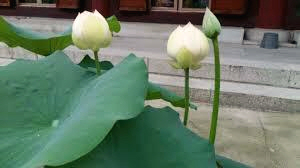  개미 죽이고 울었던 스님은