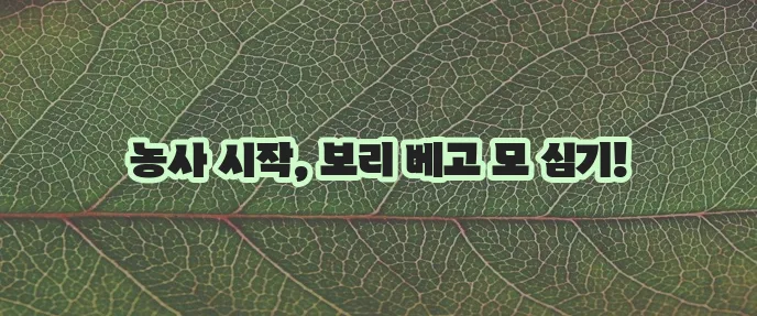 망종 절기에는 어떤 일을 해야 할까요 궁금하네요!