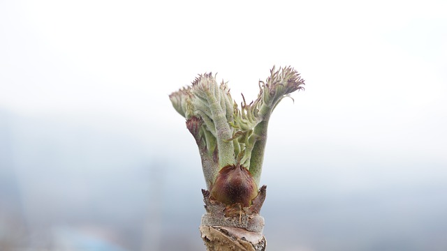 두릅알아보기