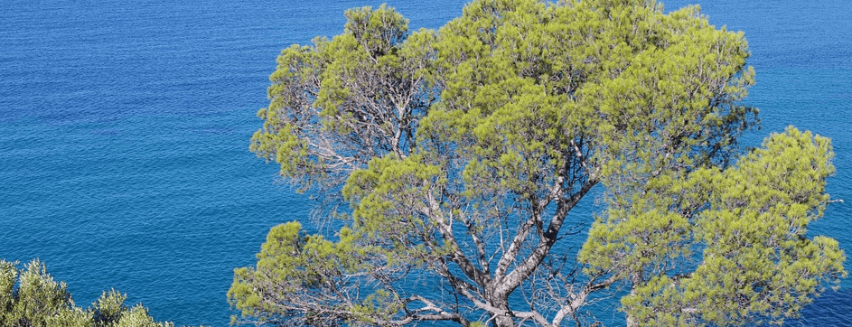 섬네일 바다 절벽 위에 서있는 소나무