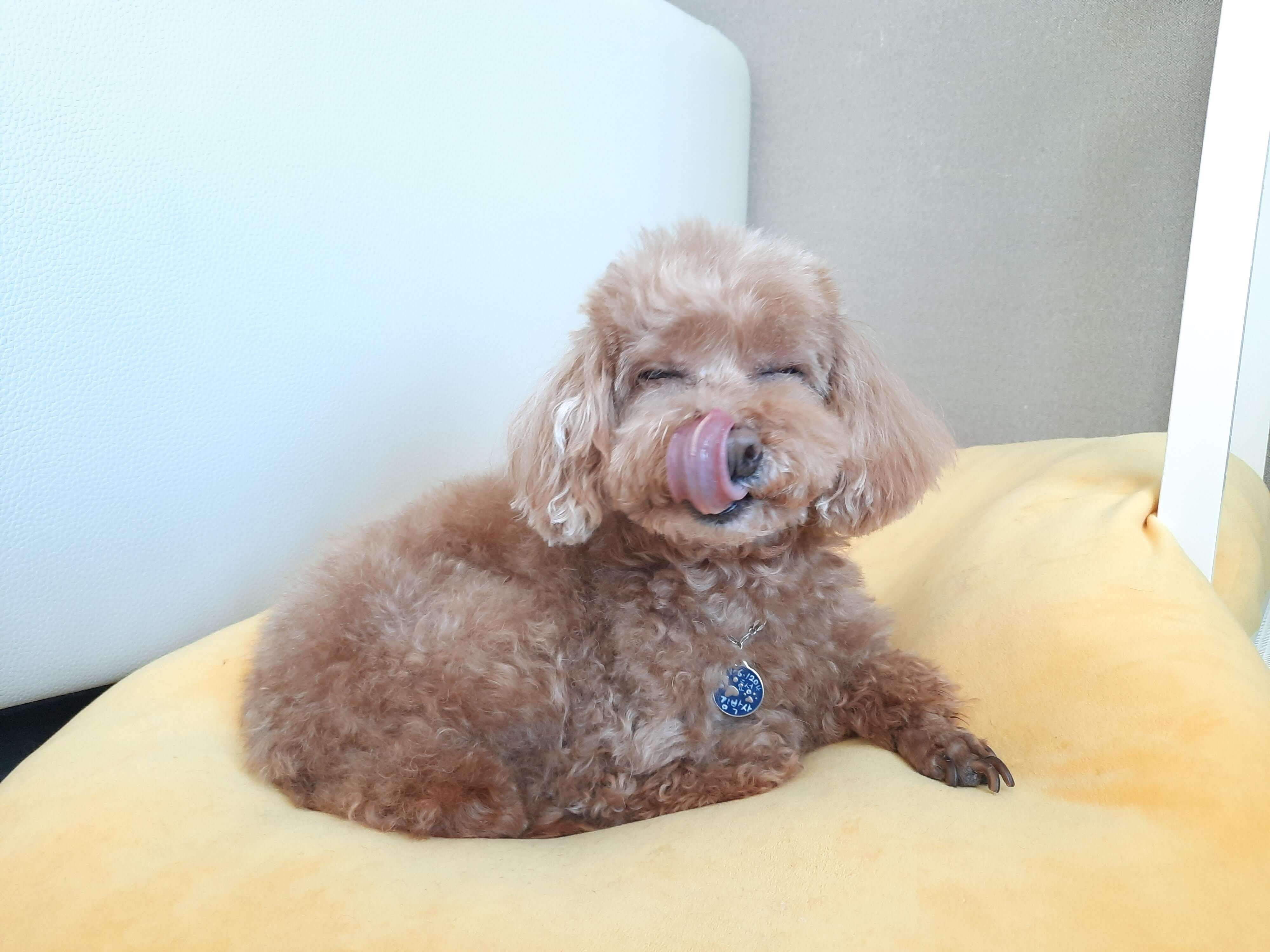  [푸들] 김박사는 기분이 좋아요.