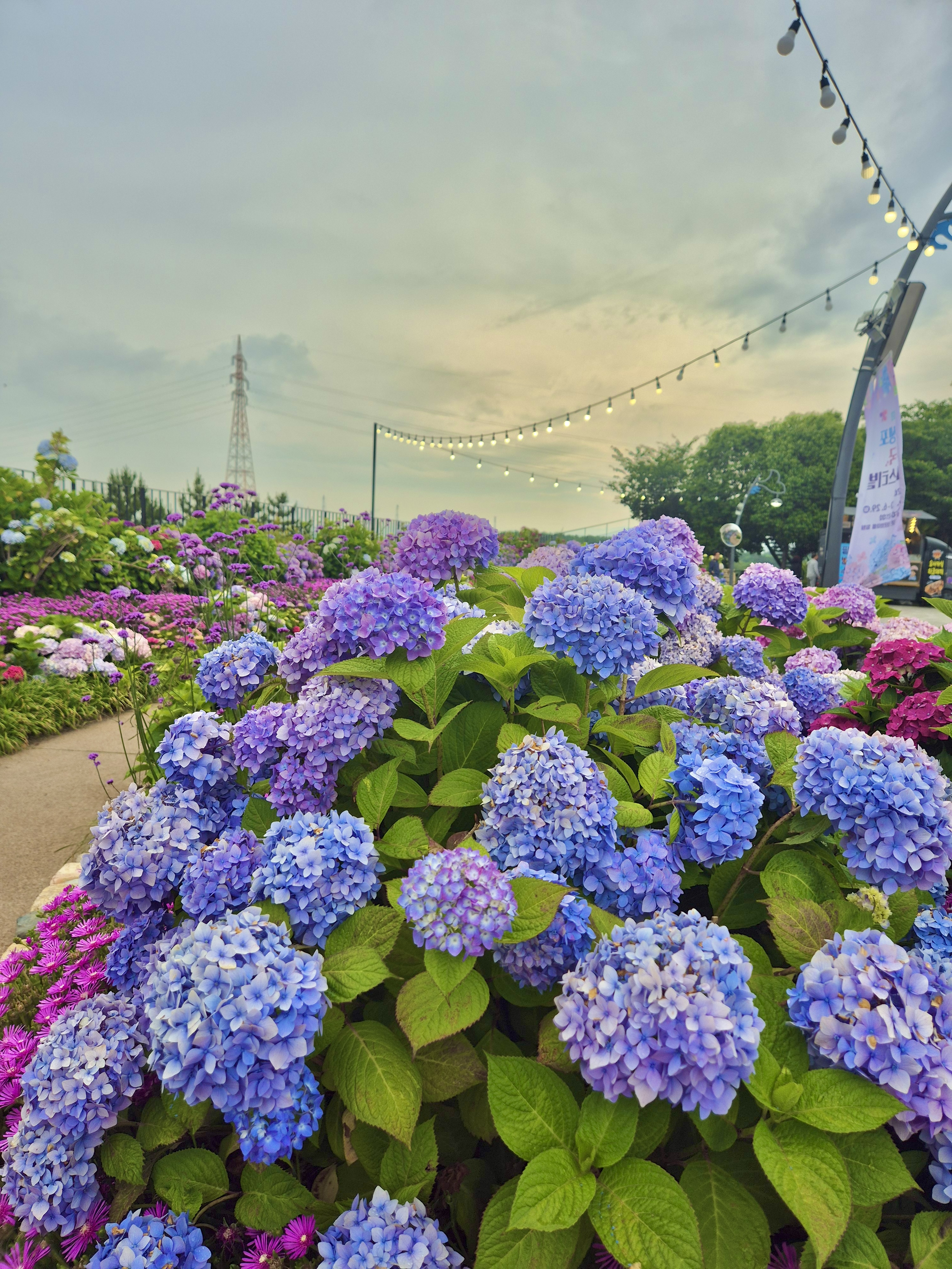 #장생포수국축제 
#울산수국축제 
#고래문화마을 
#울산장생포가볼만한곳 
#장생포포토존 
#고래광장수국길 
#오색수국정원 
#수국축제개화상황2025 
#수국사랑상품권사용처 
#울산6월축제 
#장생포여행코스 
#울산플리마켓체험 
#울산데이트코스 
#울산여행추천 
#장생포주차정보
#수국포토존
#고래광징수국길
