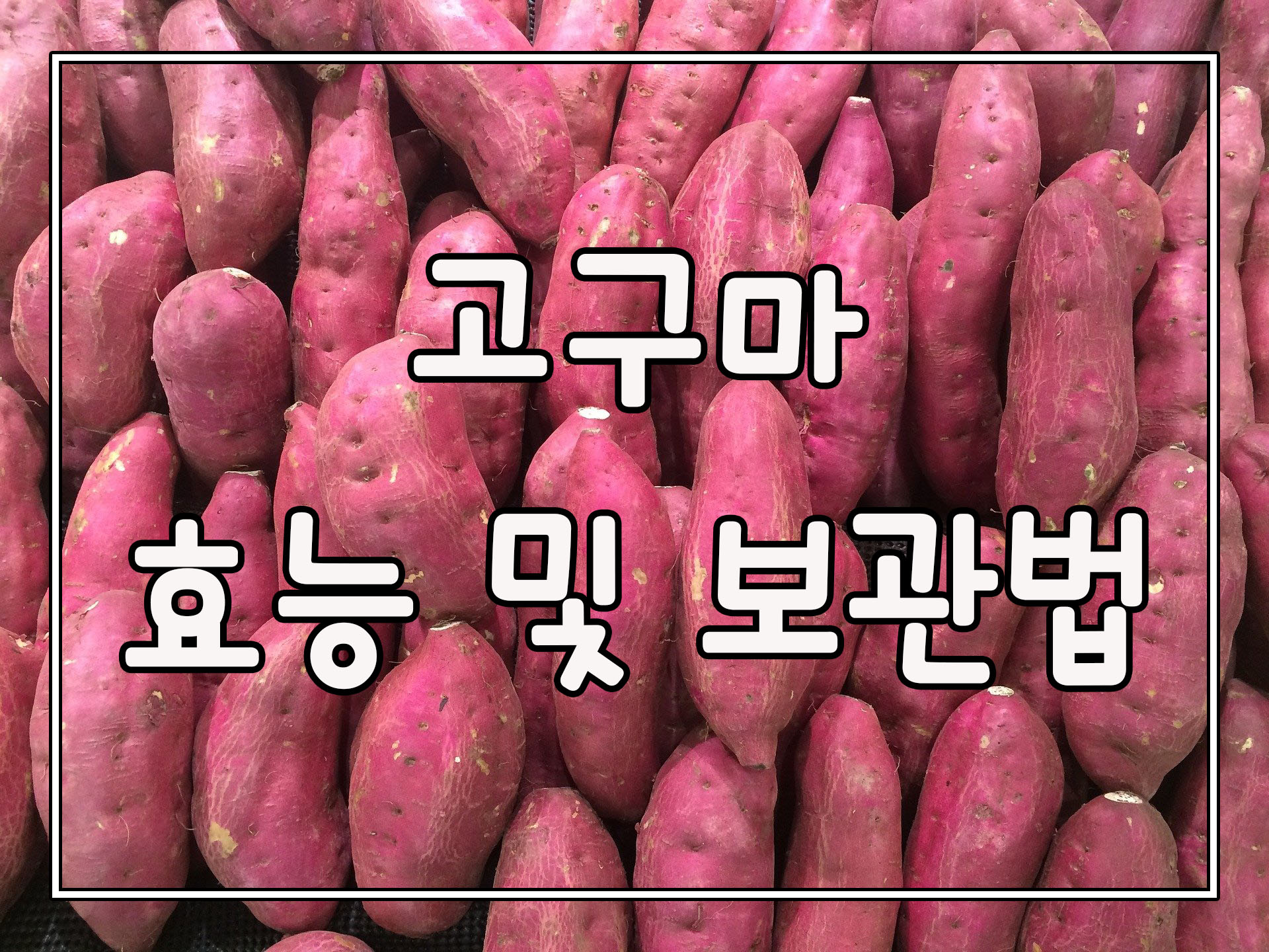  고구마 효능및 검은무늬병 예방하는 보관법(천기누설)