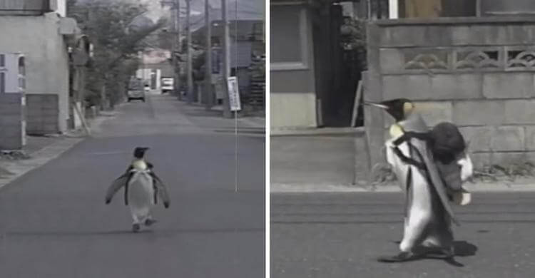  마치 사람 같은 펭귄 VIDEO: Pet Penguin in Japan