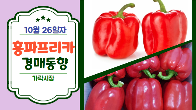 [경매사 일일보고] 10월 26일자 가락시장 홍파프리카 경매동향을 살펴보겠습니다!