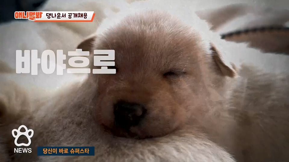 TV 동물농장.E1129.230716p.H264-F1RST.mp4_20230716_183649.607.jpg