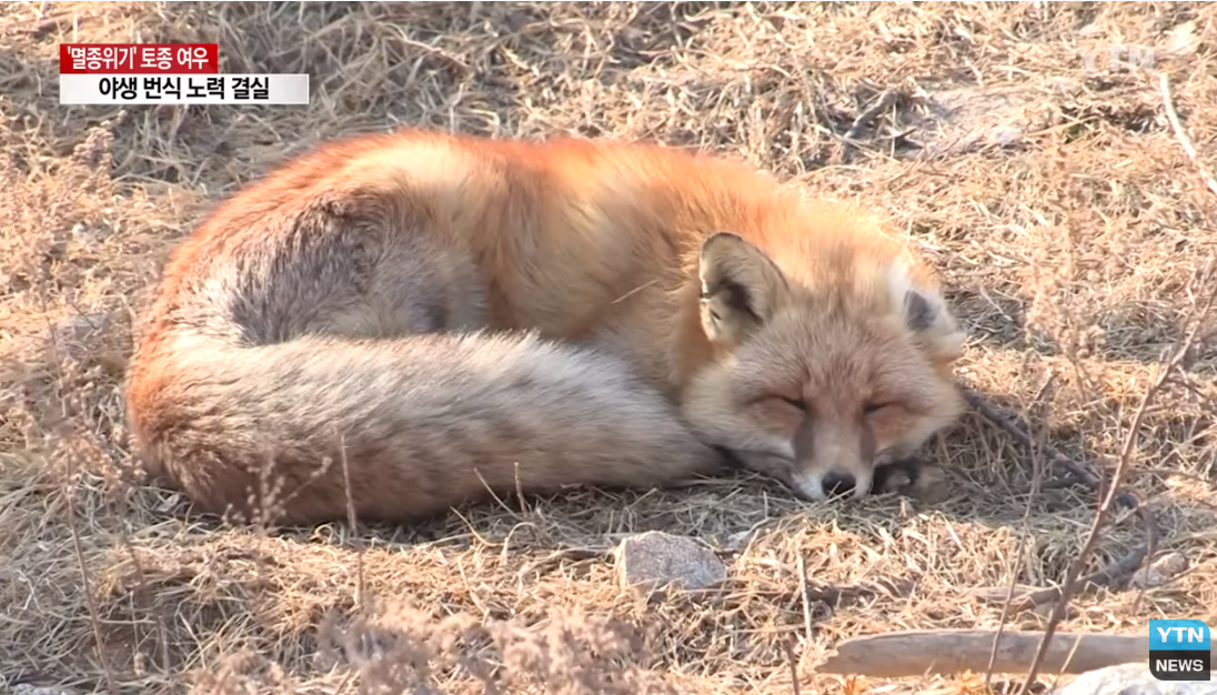토종여우 복원 뉴스 보도의 한 장면. 땅에 앉아 졸고 있는 여우