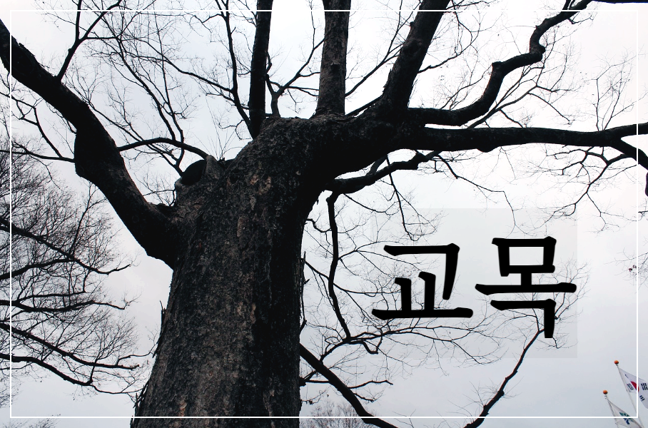  [시 감상]이육사 - 교목