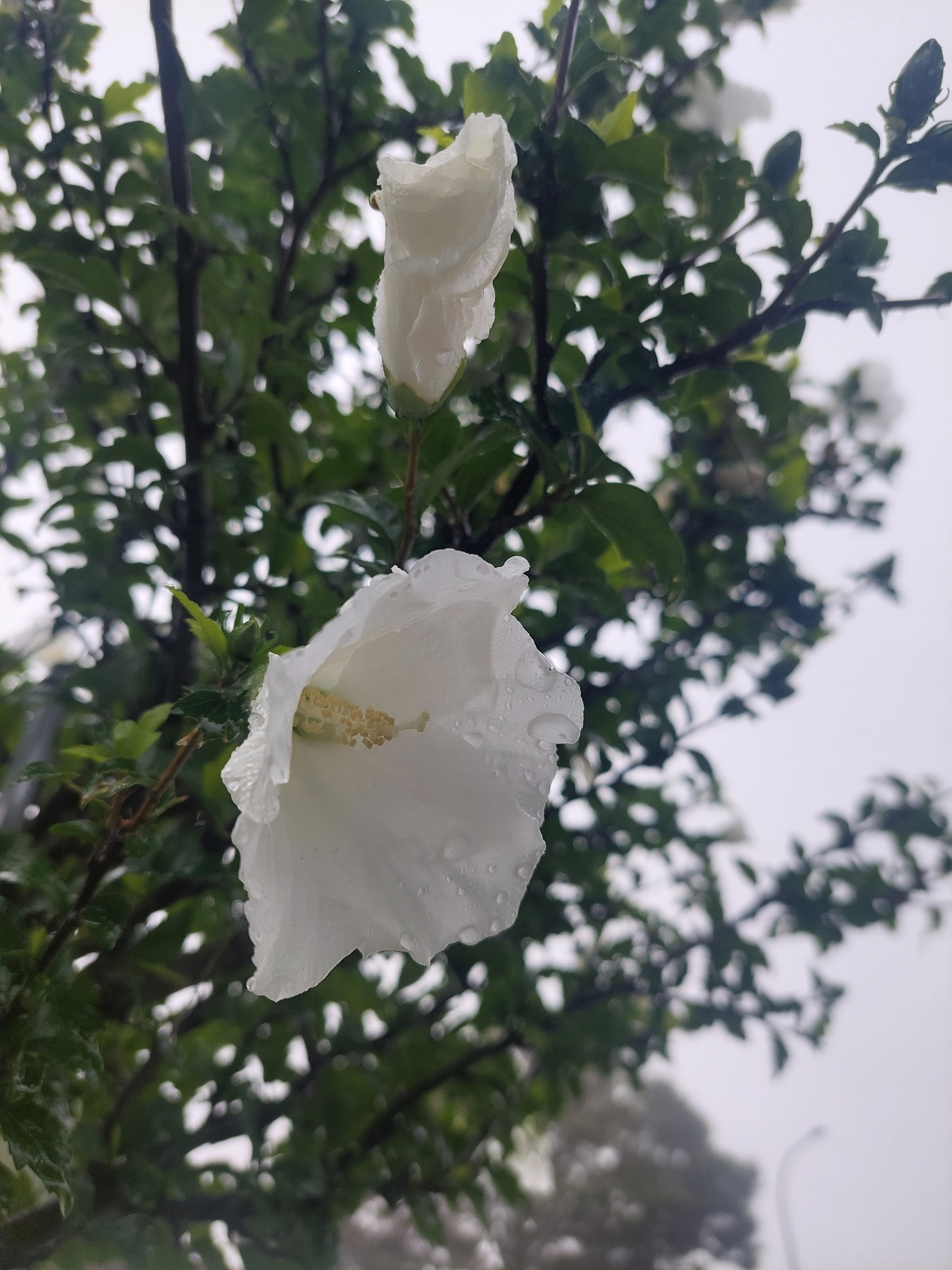남산매봉산