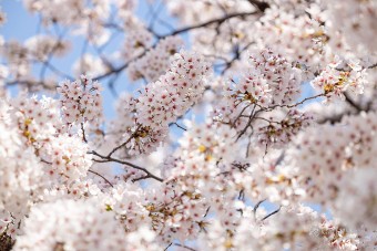 전국벚꽃축제