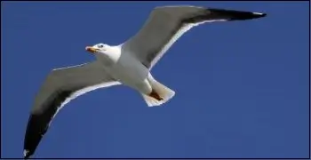 큰새 이미지