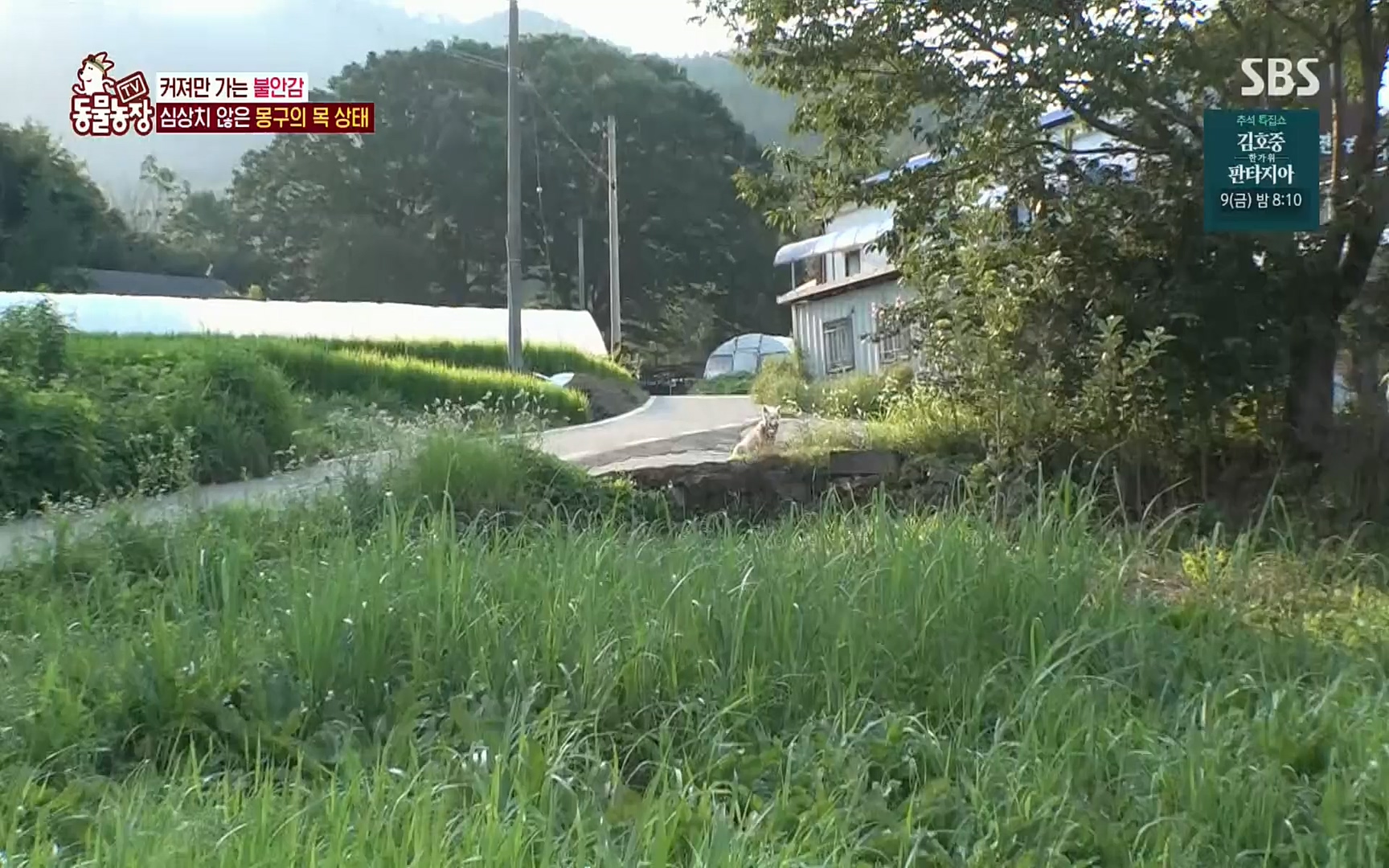 TV 동물농장.E1084.220828p.H264-F1RST.mp4_20220828_154058.493.jpg