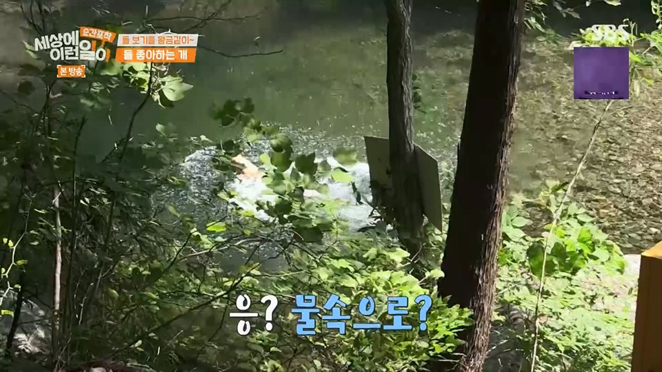 순간포착 세상에 이런일이.E1234.230624p.H264-F1RST.mp4_20230626_211152.464.jpg