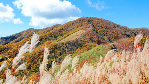 단풍든 산과 억새풀