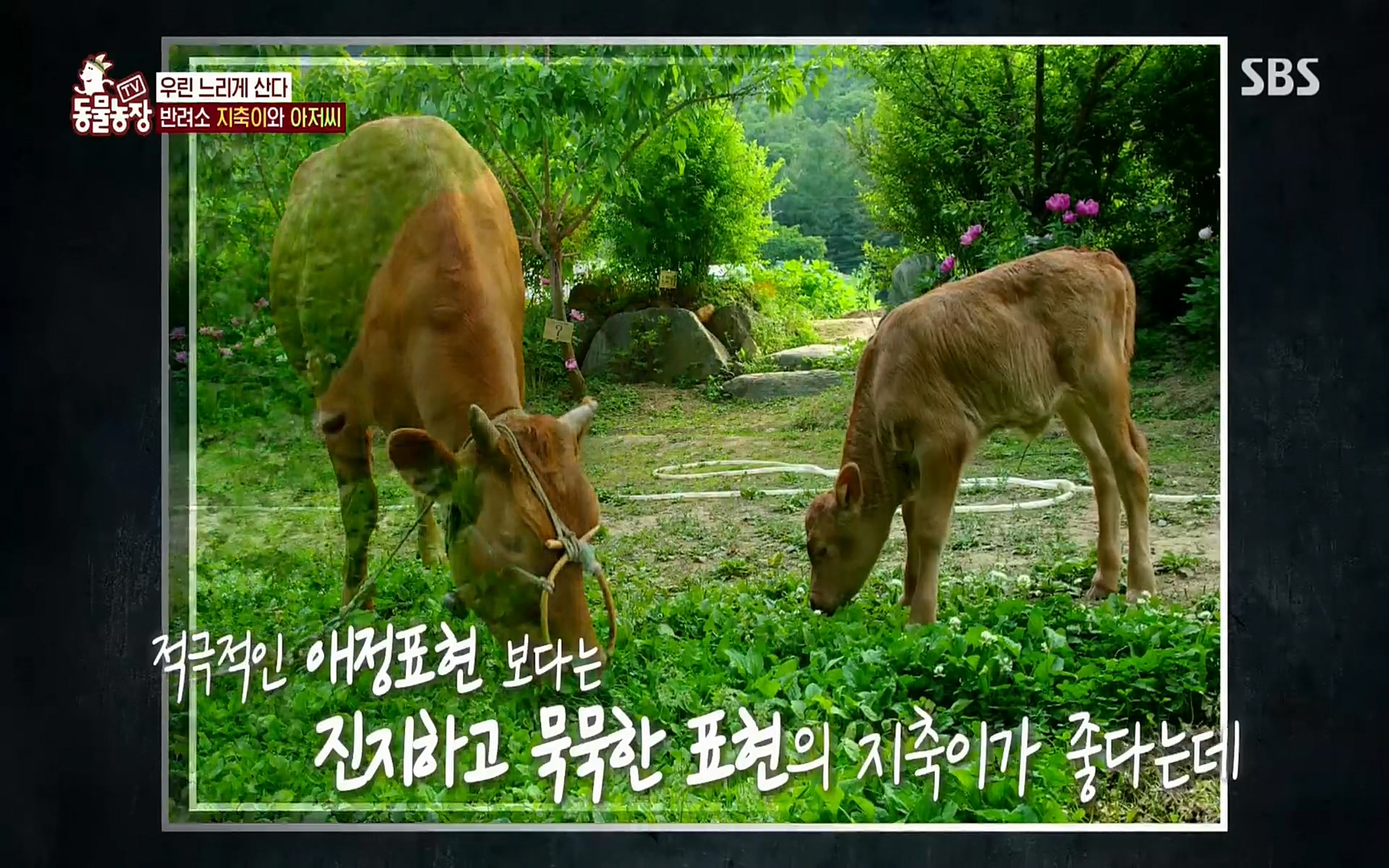 TV 동물농장.E1074.220619p.H264-F1RST.mp4_20220619_181132.817.jpg