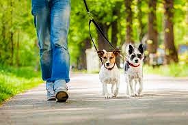 강아지-두마리-주인과-산책하는-사진