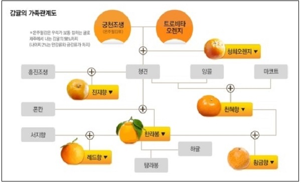 노화 방지하는 귤(Mandarin Orange) 껍질의 건강학