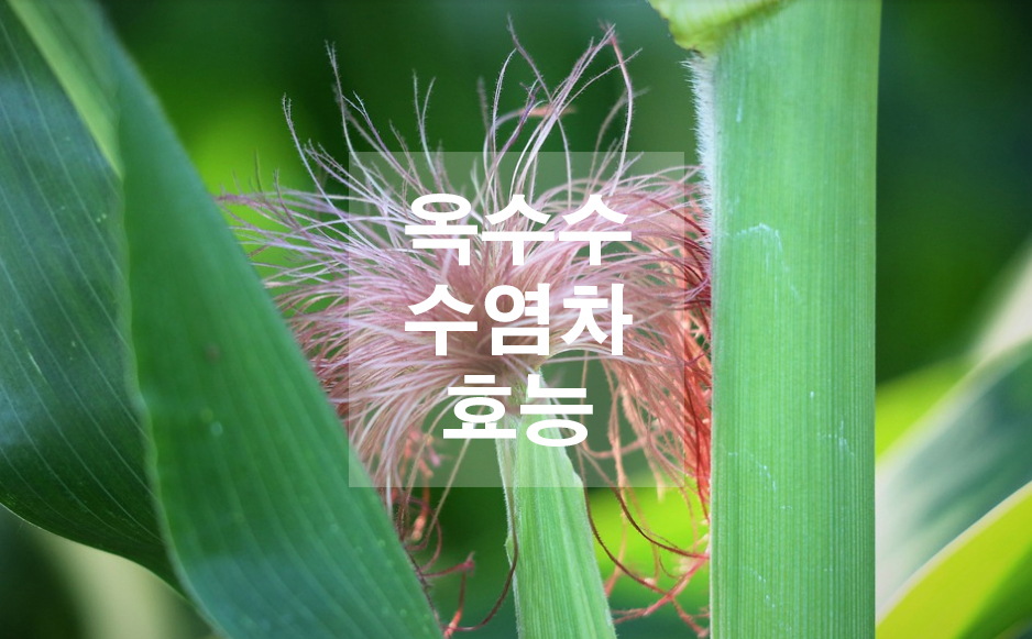  옥수수수염차의 효능