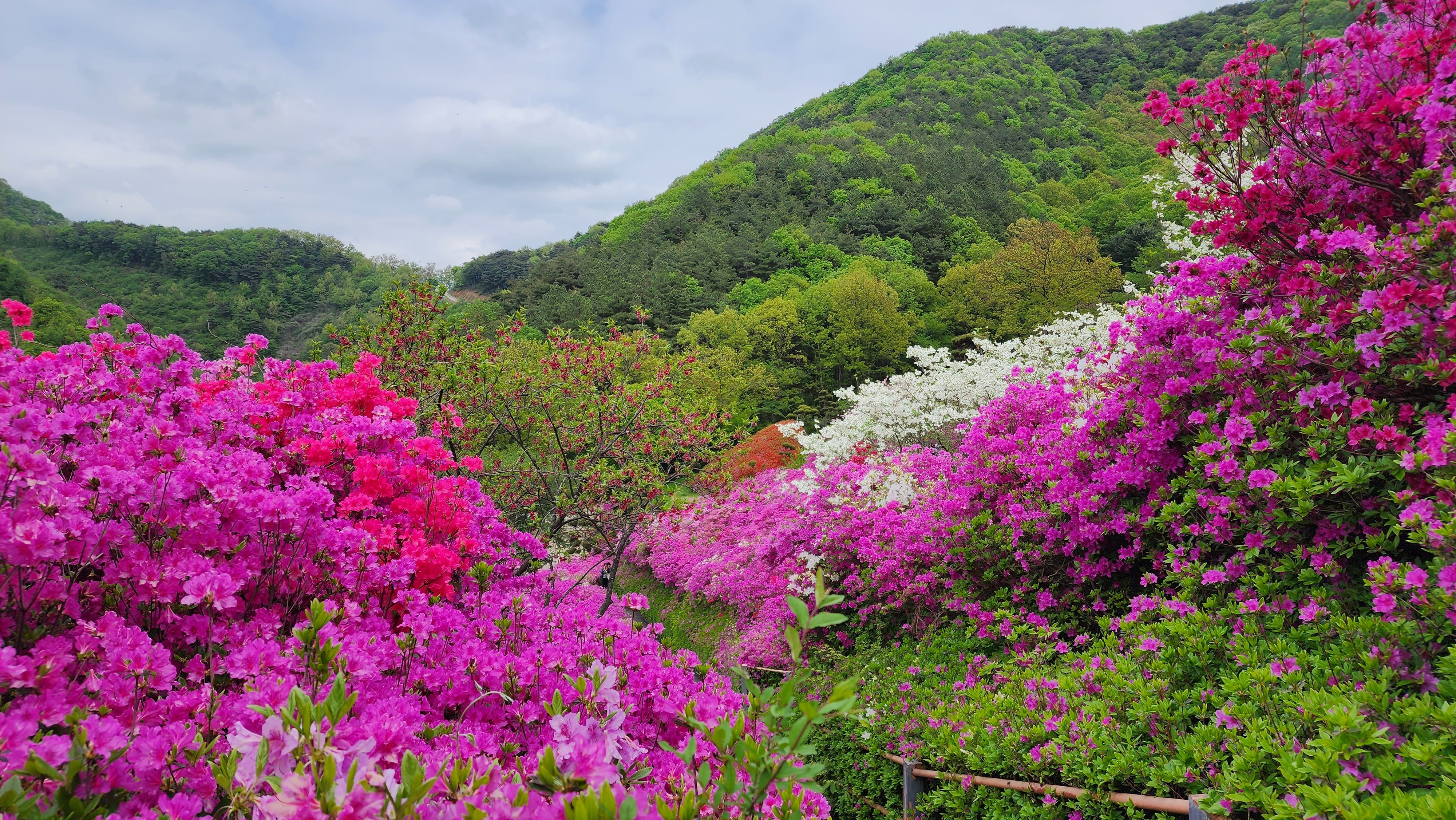 완주군 화산면 춘산리 화산꽃동산