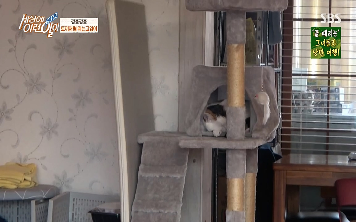순간포착 세상에 이런일이.E1178.220504p-NEXT.mp4_20220504_180741.448.jpg