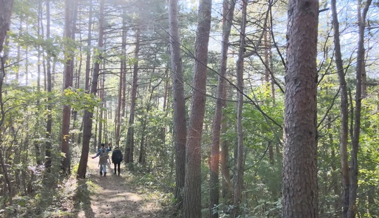 소나무숲-걷는-사람들