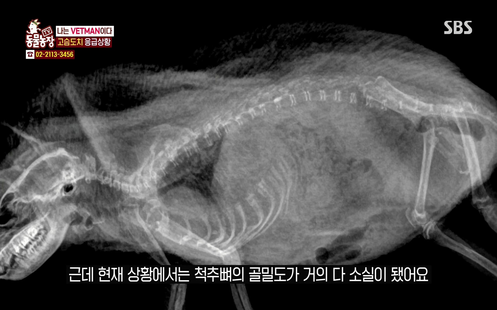 TV 동물농장.E1064.220410p.H264-F1RST.mp4_20220410_184945.977.jpg