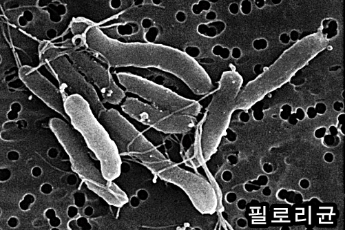  필로리균(pylori-)