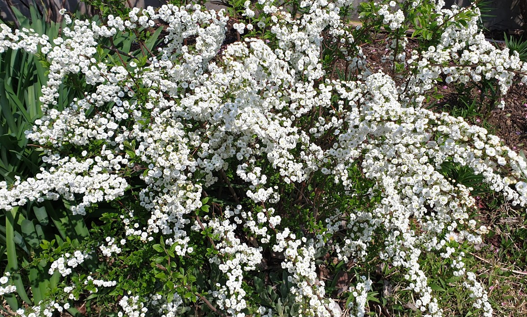  조팝나무 (Spiraea prunifolia)