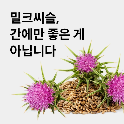 밀크씨슬효능