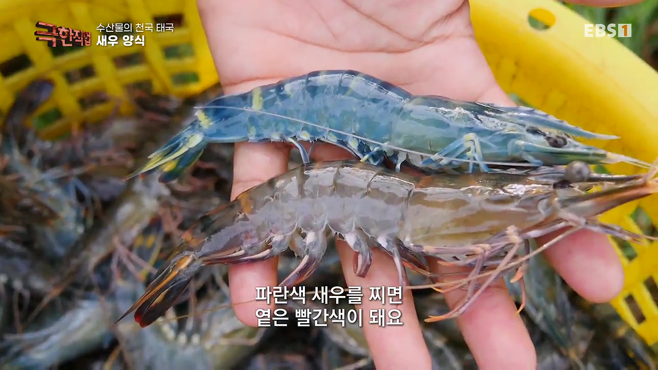 TV - 전 국민의 평생학교 EBS수산물의 천국 태국, 새우 양식과 말린 생선.mp4_20240604_200746.432.jpg
