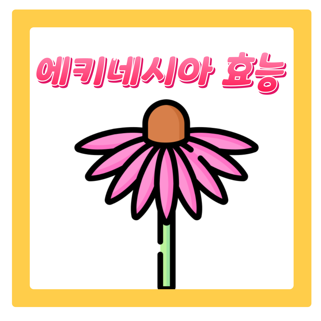  에키네시아 효능 6가지와 부작용 추출물 알아보기