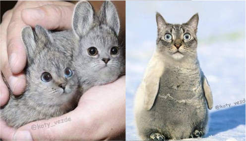  [동물 짤, 고양이 짤] 세상의 모든 동물이 고양이라면