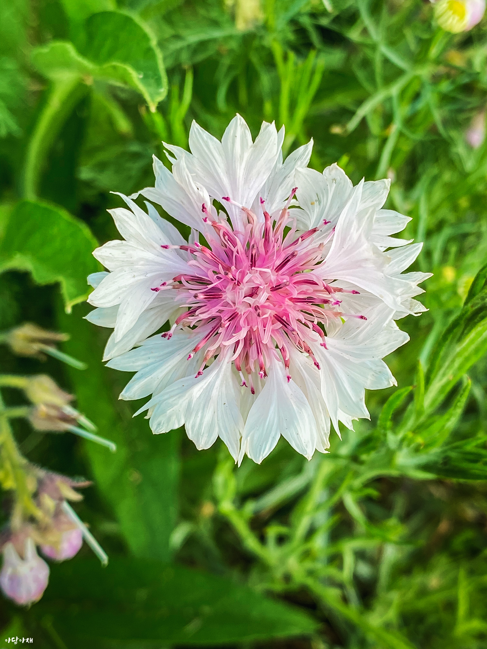  수레국화 / Centaurea cyanus