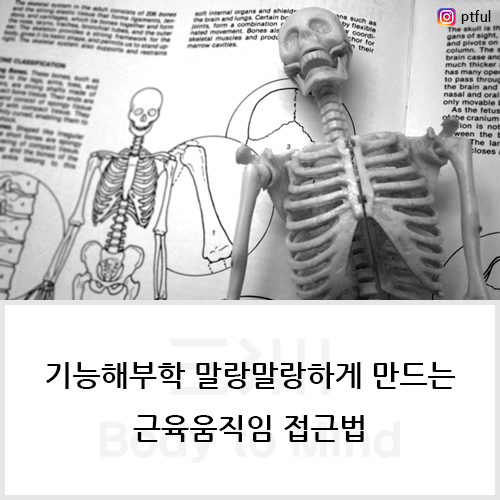  기능해부학(functional anatomy)을 말랑말랑하게 만드는 근육움직임(muscle movement) 접근법
