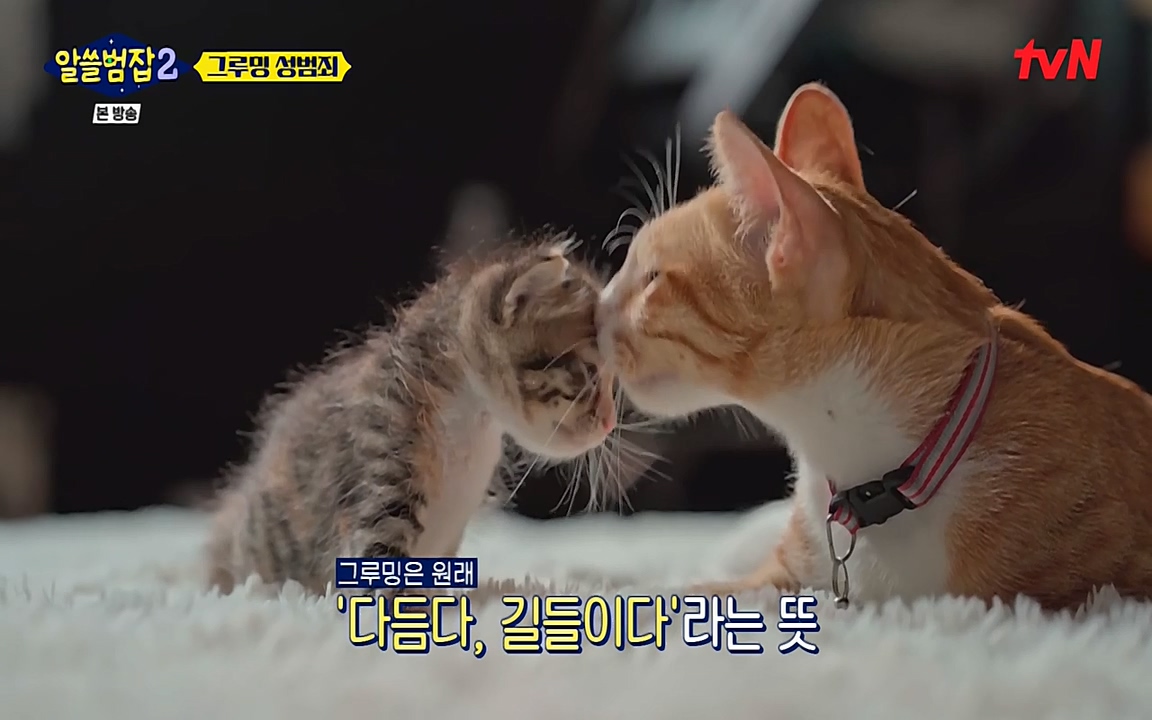 알쓸범잡 2.E11.220321p-NEXT.mp4_20220321_174319.362.jpg