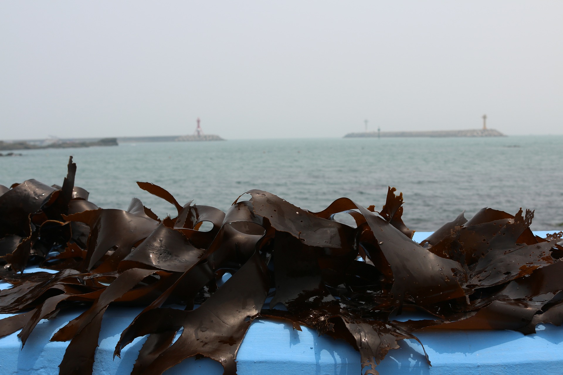 seaweed
미역
미역국