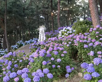 장생포 수국축제_7
