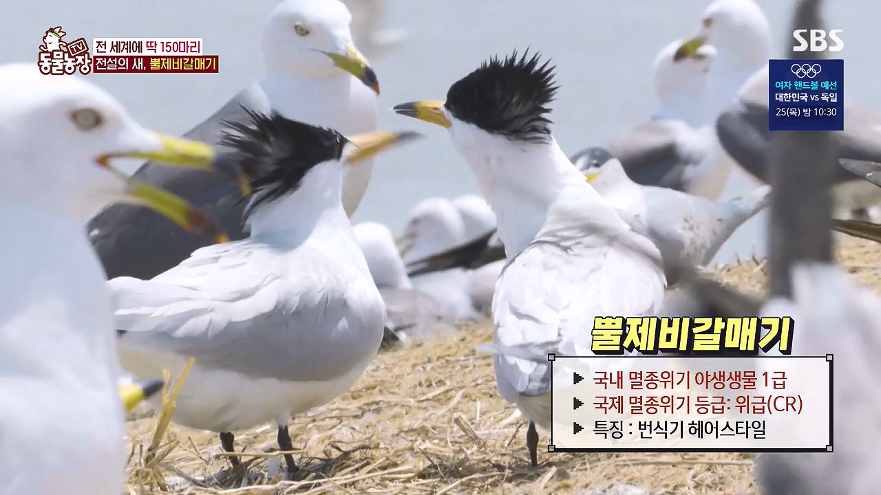 TV 동물농장.E1181.240722p-NEXT.mp4_20240721_164525.252.jpg