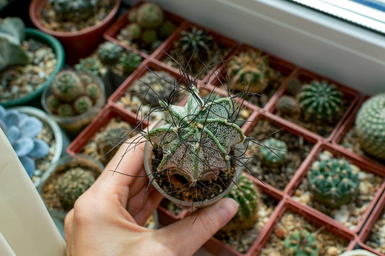 실내 식물 건강 점검 – 초보자를 위한 체크리스트 - Indoor Plant Selection Tips for Beginners
