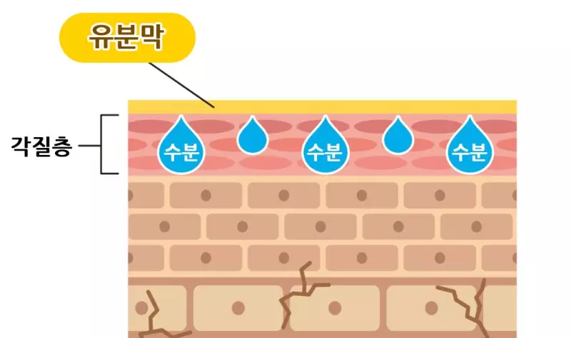 유분막 구조