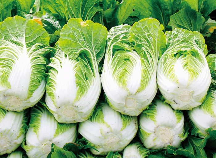 배추 Napa cabbage