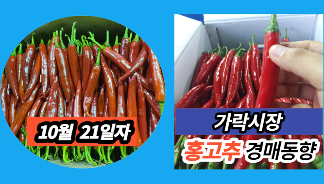  [경매사 일일보고] 10월 21일자 가락시장 홍고추 경매동향을 살펴보겠습니다!
