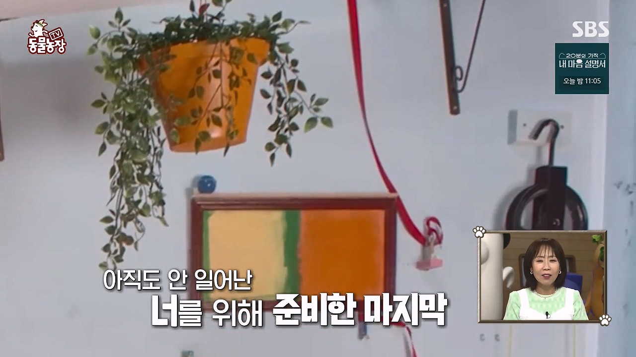 TV 동물농장.E1172.240520p-NEXT.mp4_20240519_162229.434.jpg