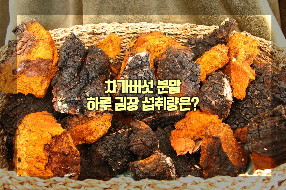 차가버섯 분말 하루 권장 섭취량