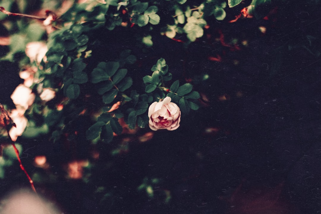 Charm