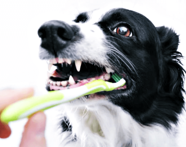 이빨을 닦고있는 강아지