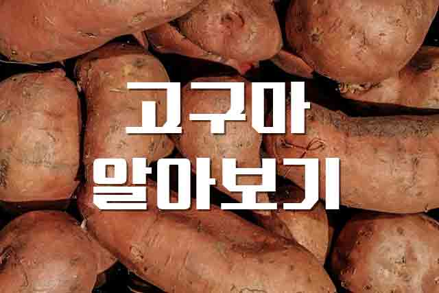  고구마, 달콤함 가득 건강에 좋은 뿌리채소